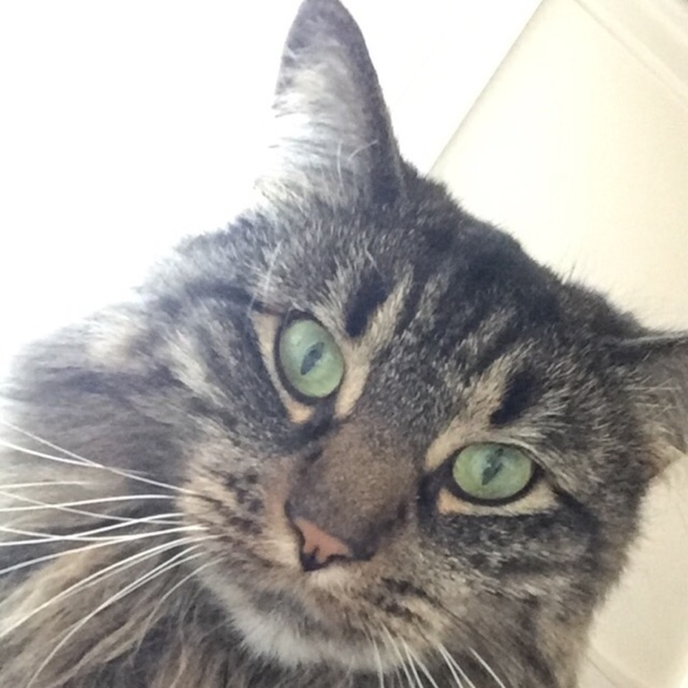 Meet your Posher, Payton